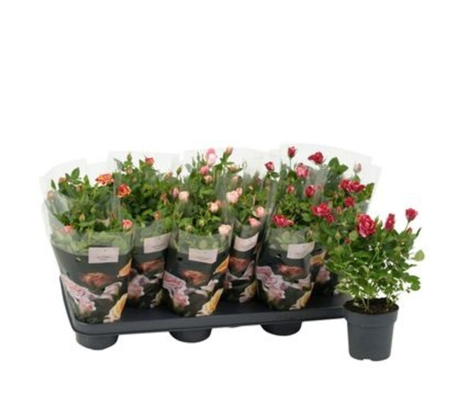 ROSIER VICTORY VARIE