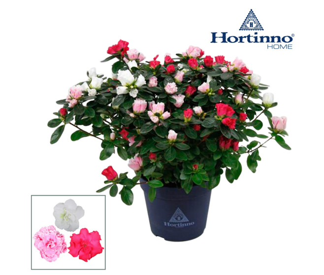 AZALEE HORTINNO 3 COULEURS
