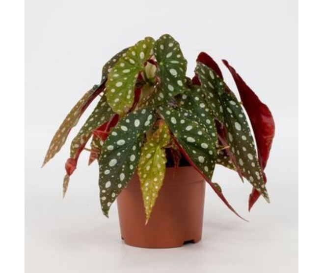 BEGONIA MACULATA WIGHTII