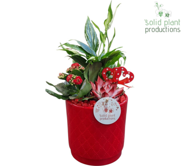 COMPO 3 PLANTES CERAM