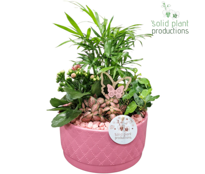 COMPO 4 PLANTES CERAM