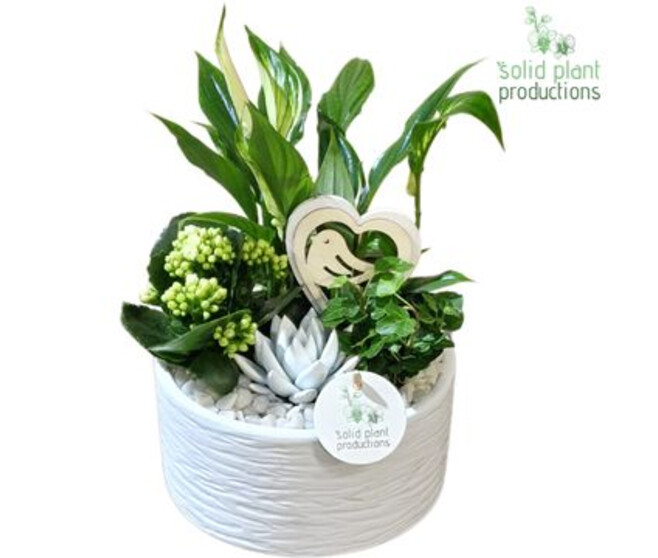COMPO 4 PLANTES CERAM