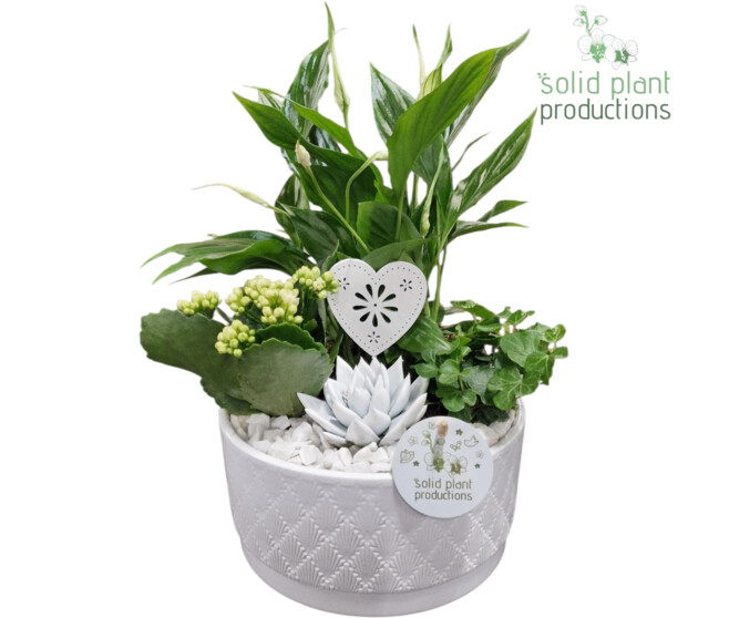 COMPO 4 PLANTES CERAM