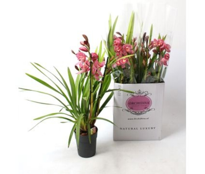 CYMBIDIUM 3/4BR VARIES