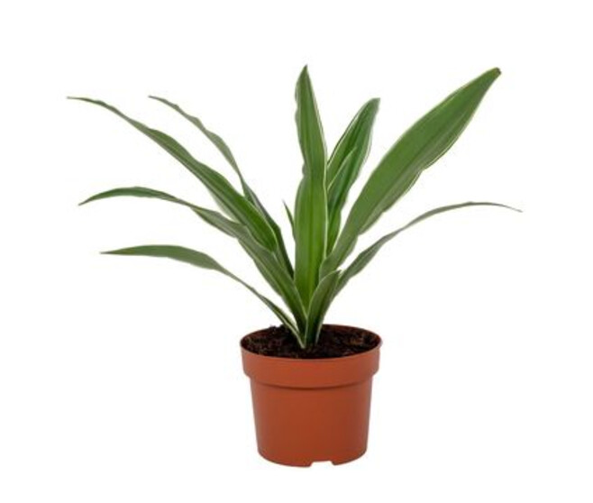 DRACAENA WARNECKEI
