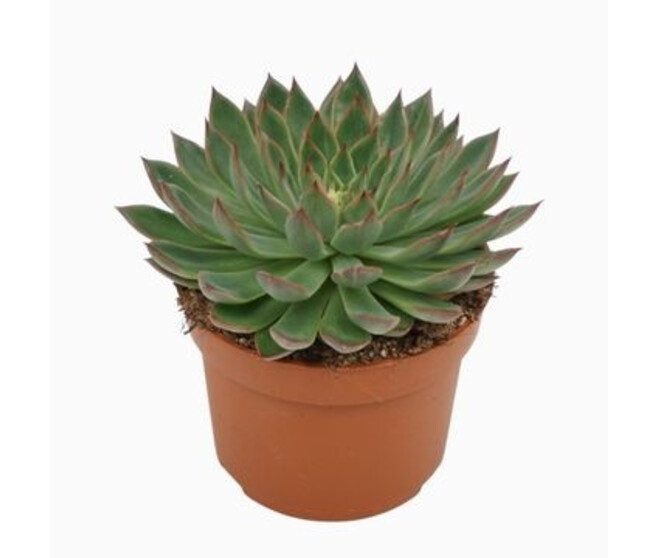 ECHEVERIA SAGITA