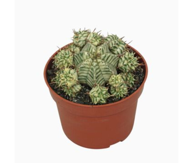 EUPHORBIA MELOFORMIS