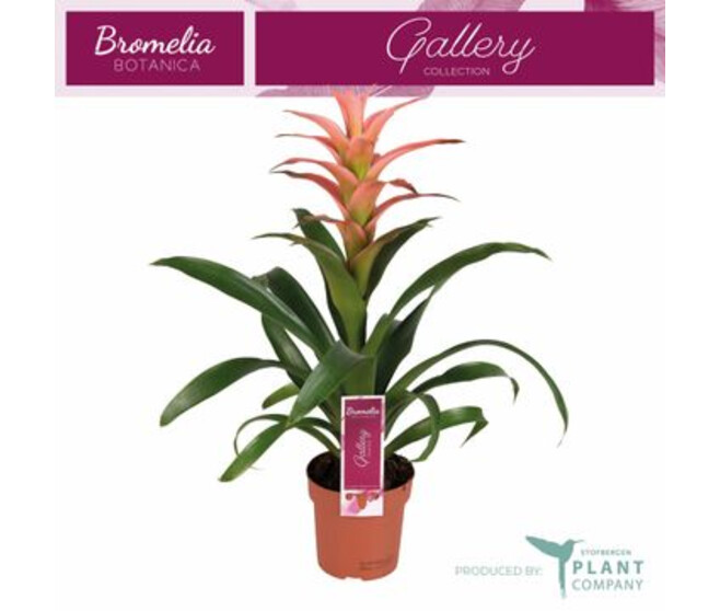 GUZMANIA MELISSA