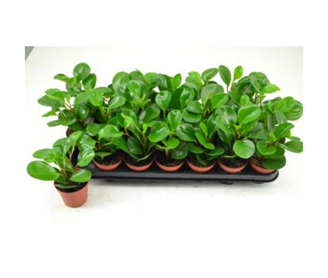 PEPEROMIA GREEN LEMON