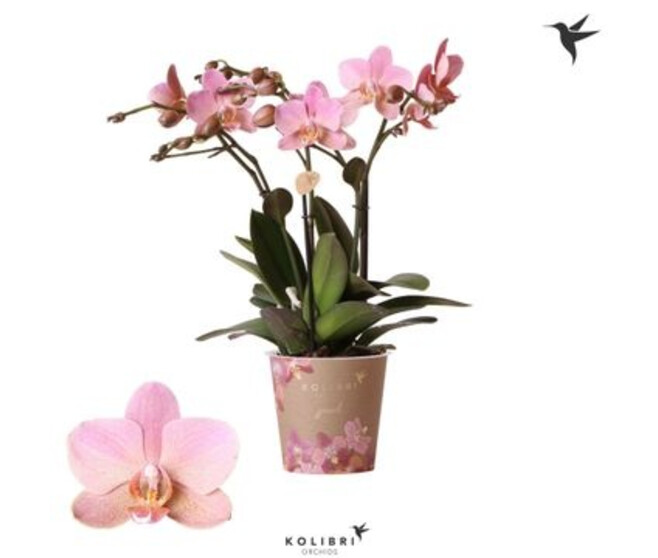 PHALAENOPSIS 4BR ANTHURA TREVISO