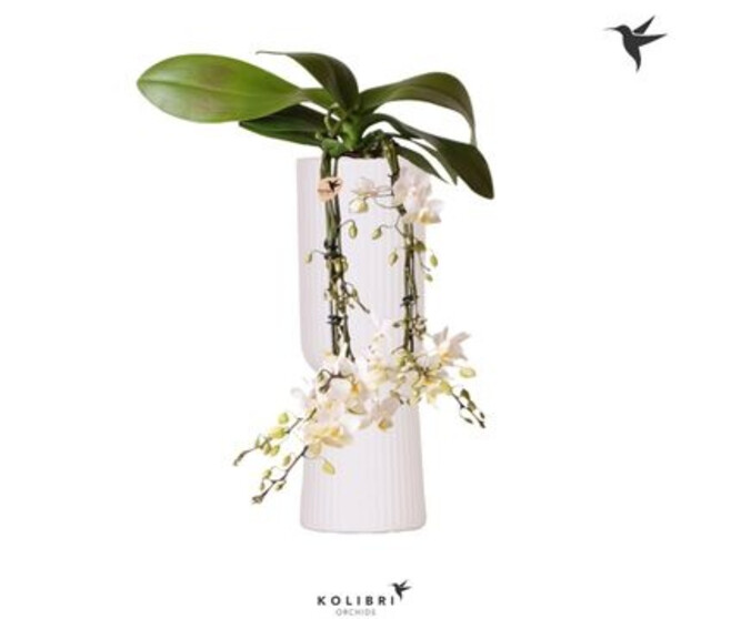 PHALAENOPSIS 4BR MF VICTORIA FALL CERAM