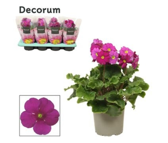 PRIMEVERE OBCONICA TOUCH ME