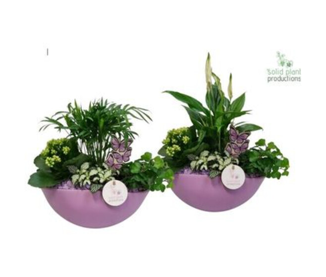 COMPO 4 PLANTES CERAM