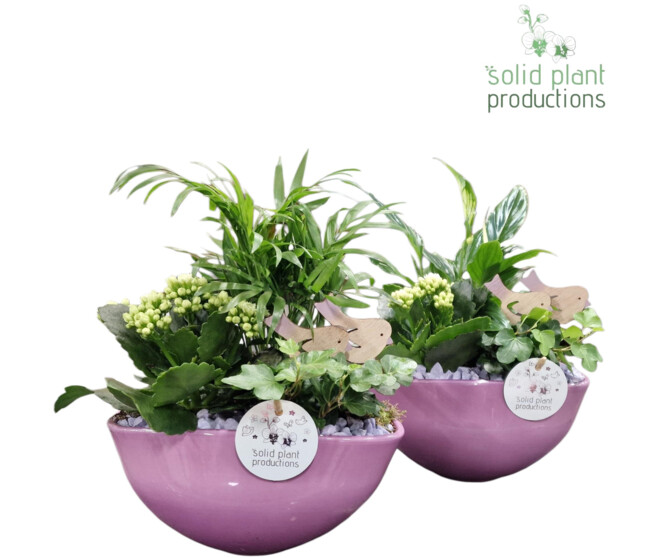 COMPO 4 PLANTES CERAM