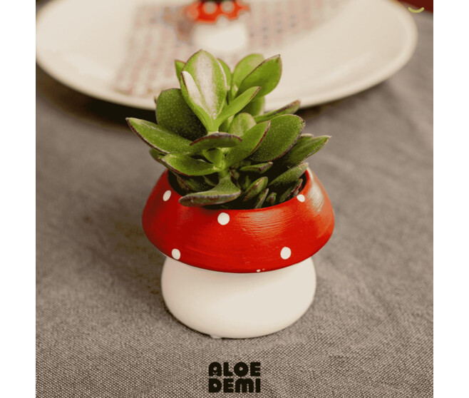 SUCCULENTE CERAM