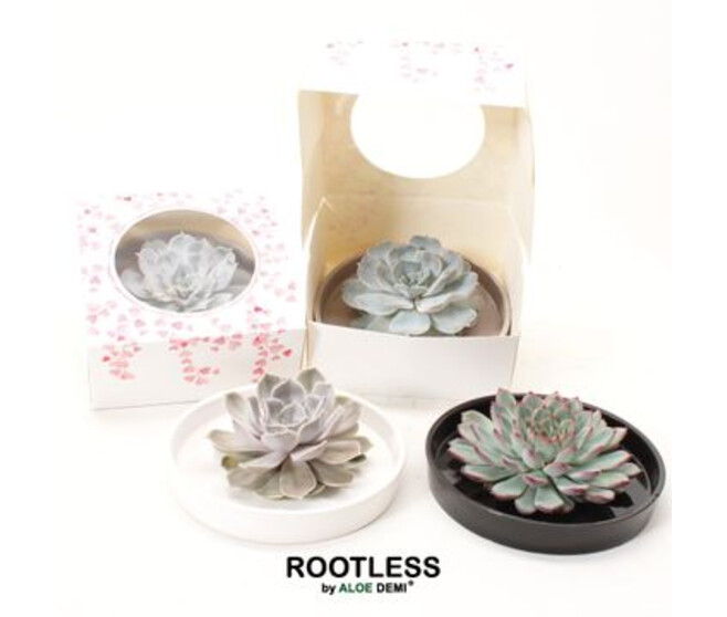 ECHEVERIA COUPE SUPPORT CERAM