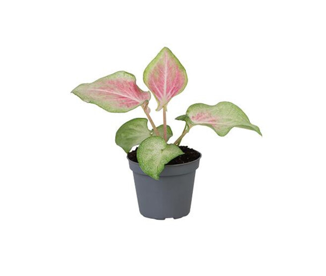 CALADIUM