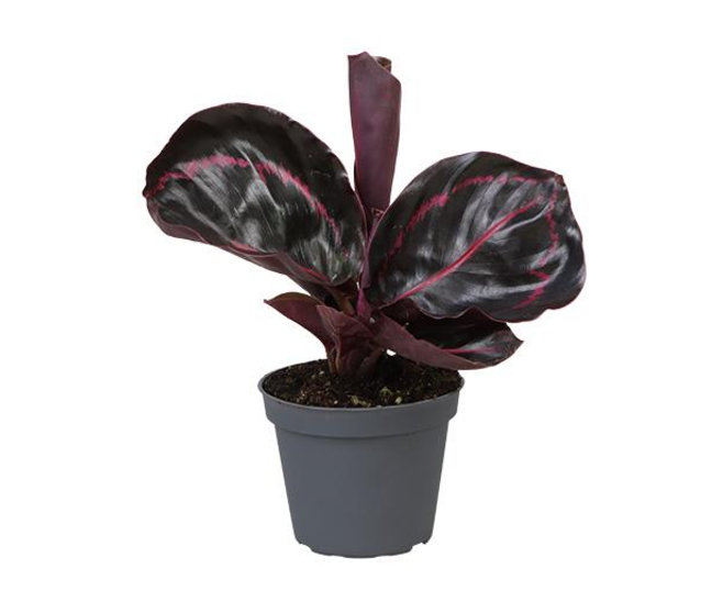 CALATHEA DOTTIE