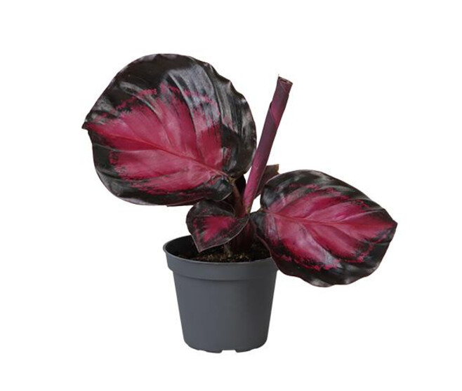 CALATHEA CRIMSON