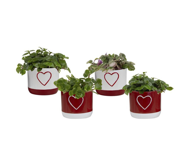 PLANTE VERTE CERAM