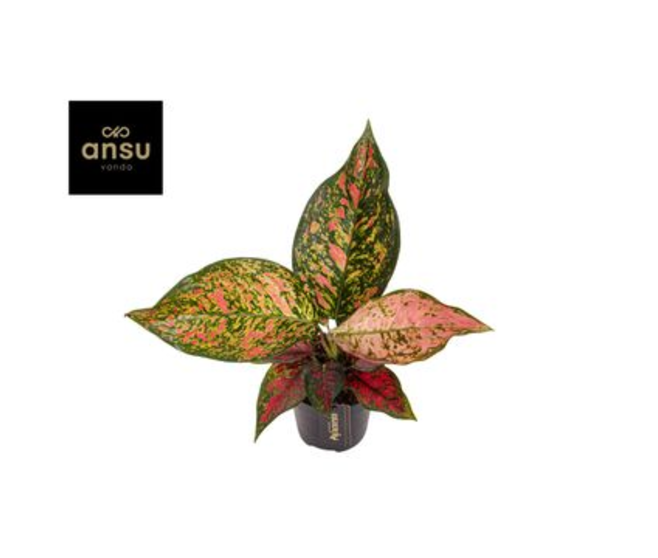 AGLAONEMA CORAL RED