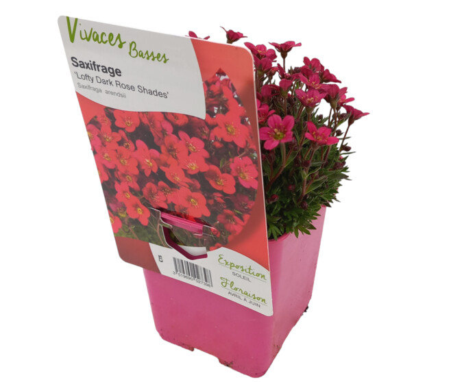 SAXIFRAGE ARENDSII LOFTY DARK ROSES SHADES