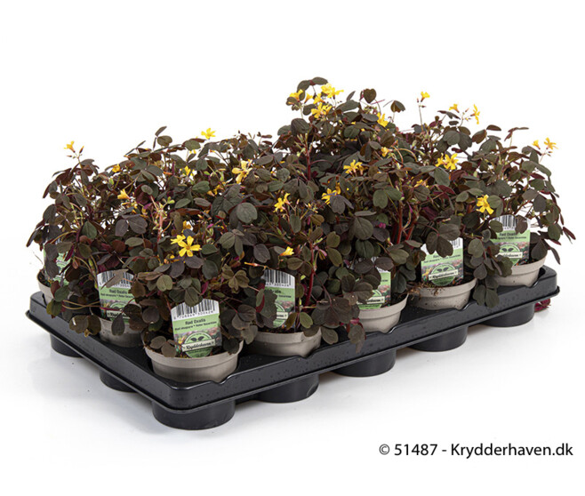 OXALIS ARTICULATA
