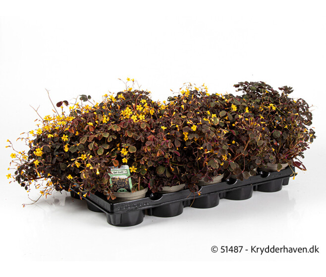 OXALIS ARTICULATA