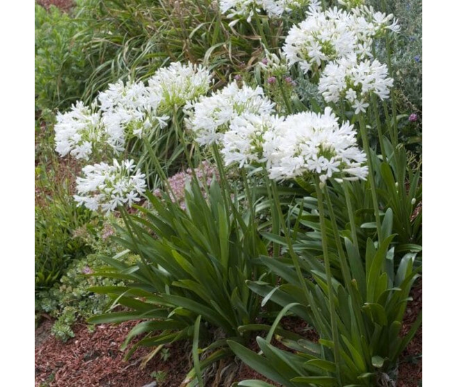 AGAPANTHE UMBELLATUS ALBA BQ10