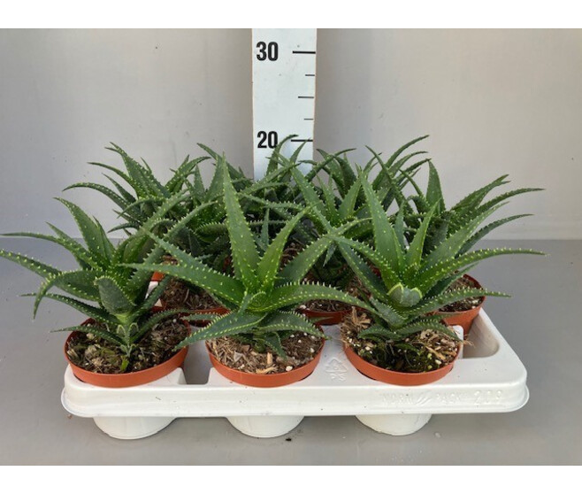 ALOE ARBORESCENS