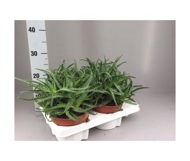 ALOE ARBORESCENS