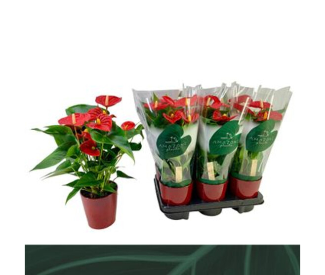 ANTHURIUM ANDREANUM ROUGE CERAM