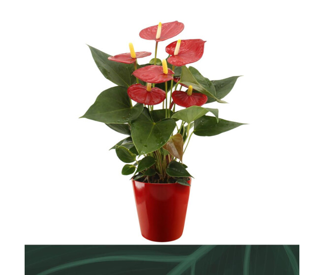 ANTHURIUM ANDREANUM ROUGE CERAM