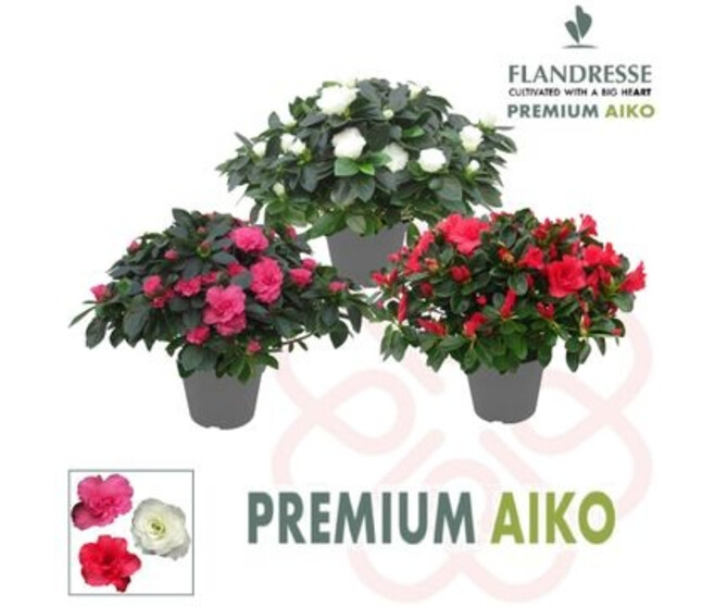AZALEE AIKO 30CM