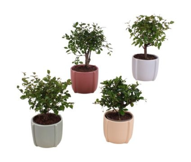 BONSAI VARIE CERAM