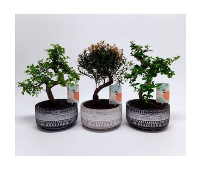 BONSAI VARIE CERAM