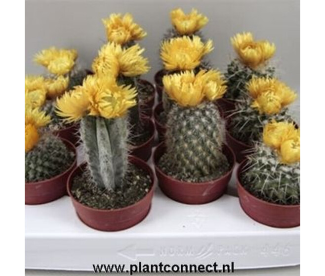 CACTUS FL IMIT