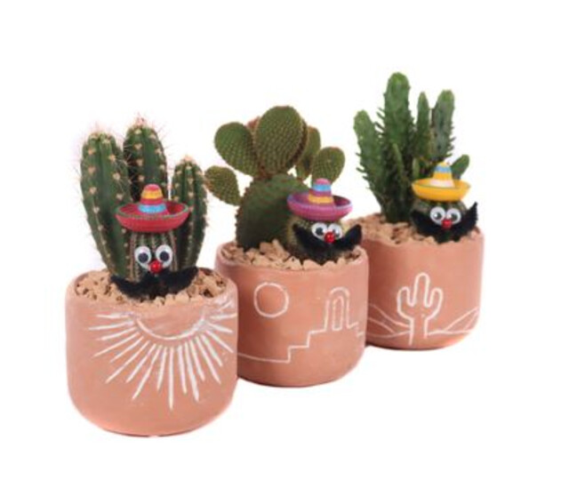 CACTUS VARIE CERAM