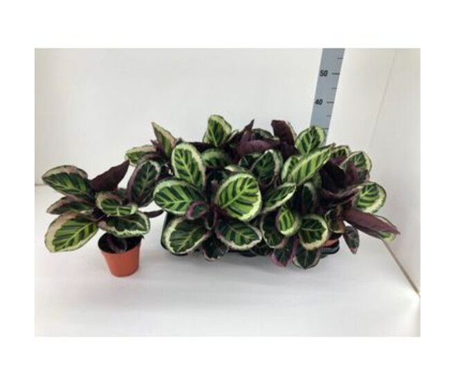 CALATHEA ROSEA ANGELA