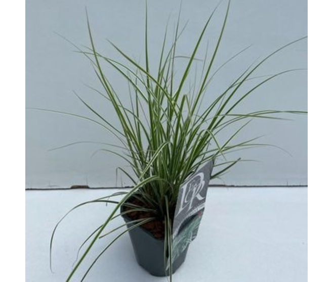 CAREX EVEREST