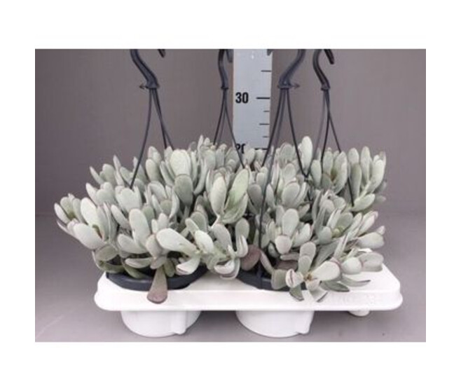 COTYLEDON CORAL SUSP