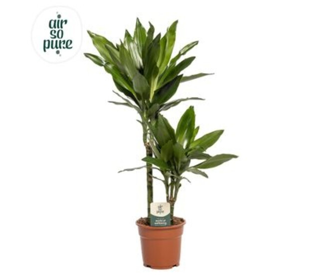 DRACAENA JANET LIND