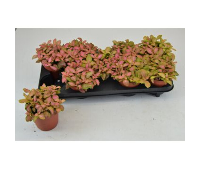 FITTONIA RUBY LIME
