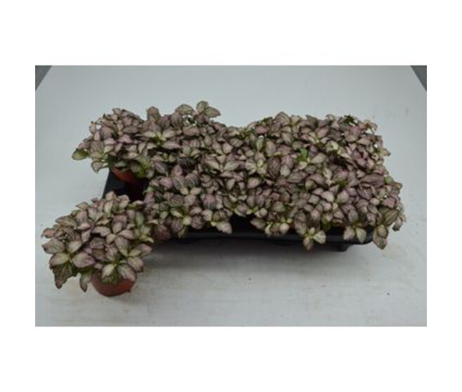 FITTONIA PINK TIGER