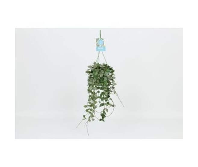 HOYA ESKIMO SUSP