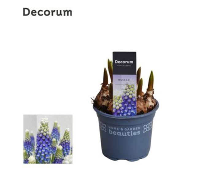 MUSCARI EMMY