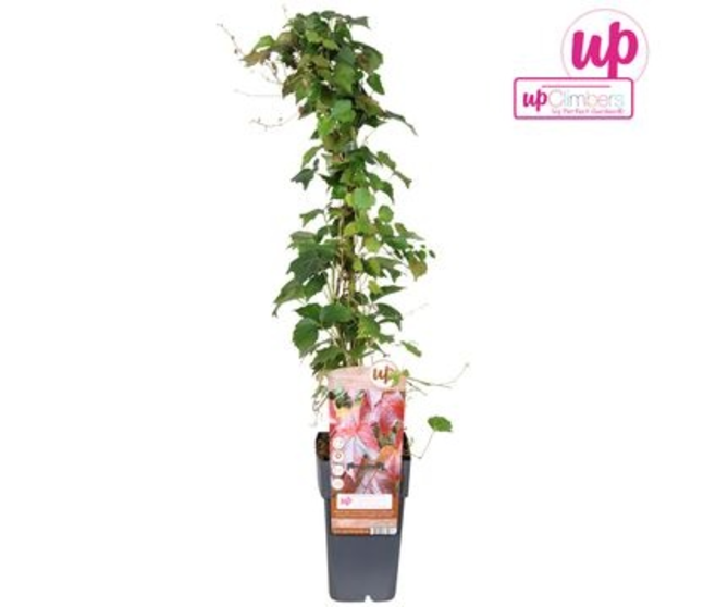 PARTHENOCISSUS QINQUEFOLIA ENGELMANNII