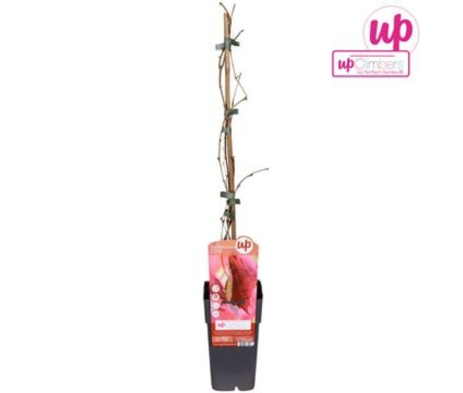 PARTHENOCISSUS QINQUEFOLIA ENGELMANNII