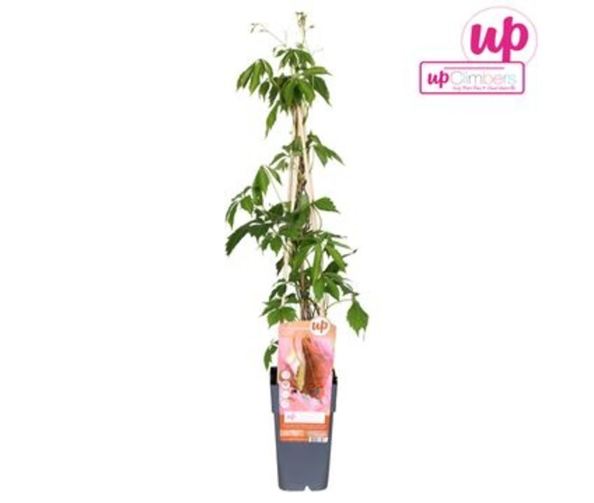 PARTHENOCISSUS QINQUEFOLIA ENGELMANNII