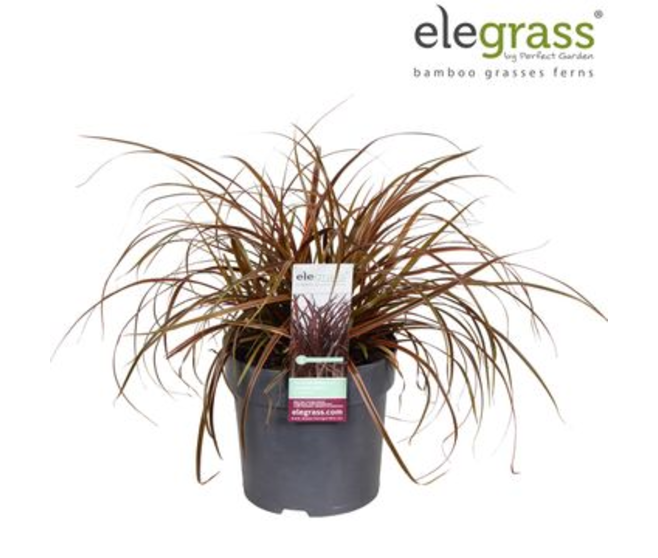 UNCINIA RUBRA EVERFLAME